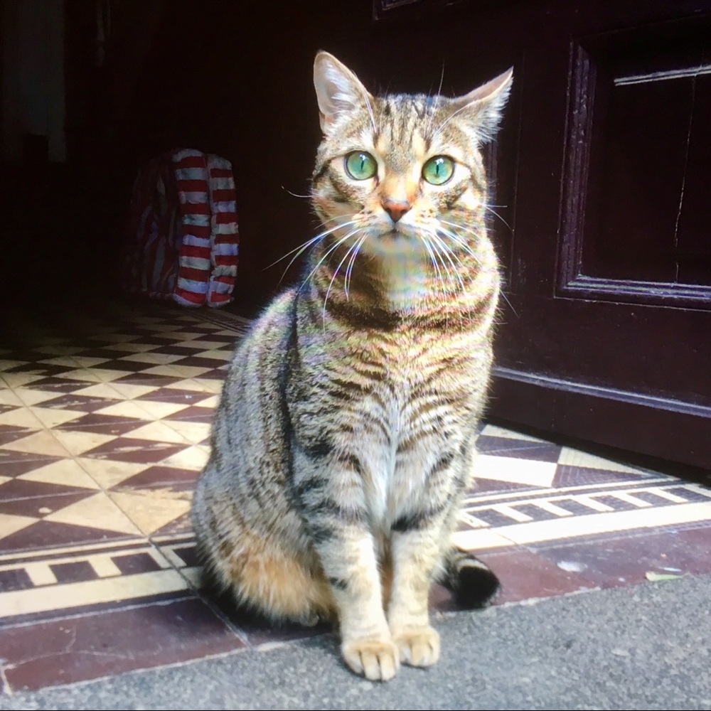 Meet your Posher